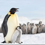 Sea Ice Decline Leads to Emperor Penguin Chicks' Catastrophic Deaths