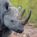 Platinum Rhino Rewilding Project