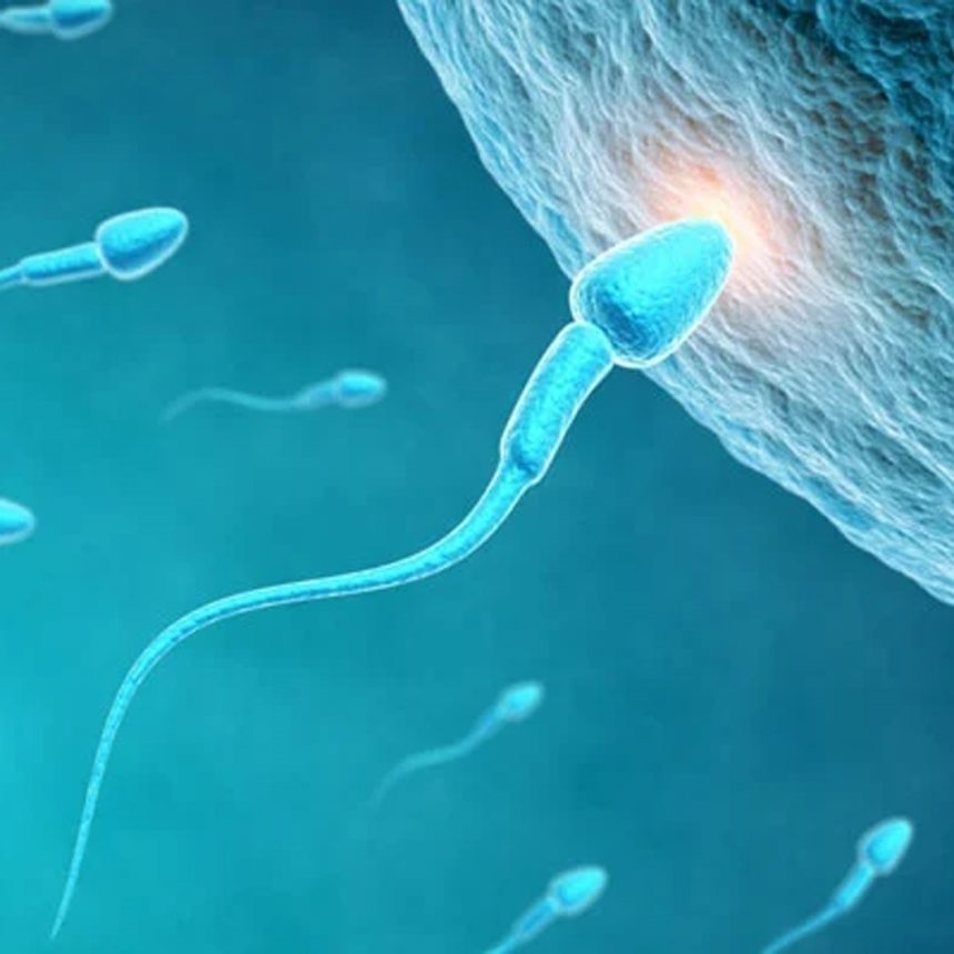 Male infertility treated by AI SpermSearch