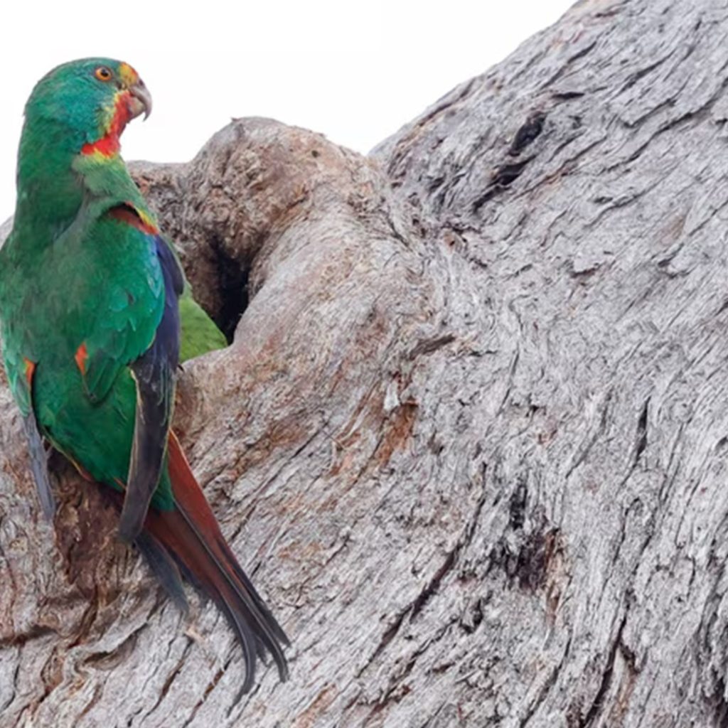Swift Parrots becoming endangered species