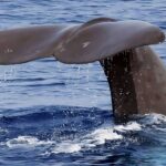 Preservation of whale sperms