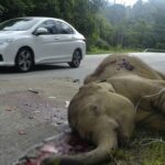 Wildlife near Malaysian Highway