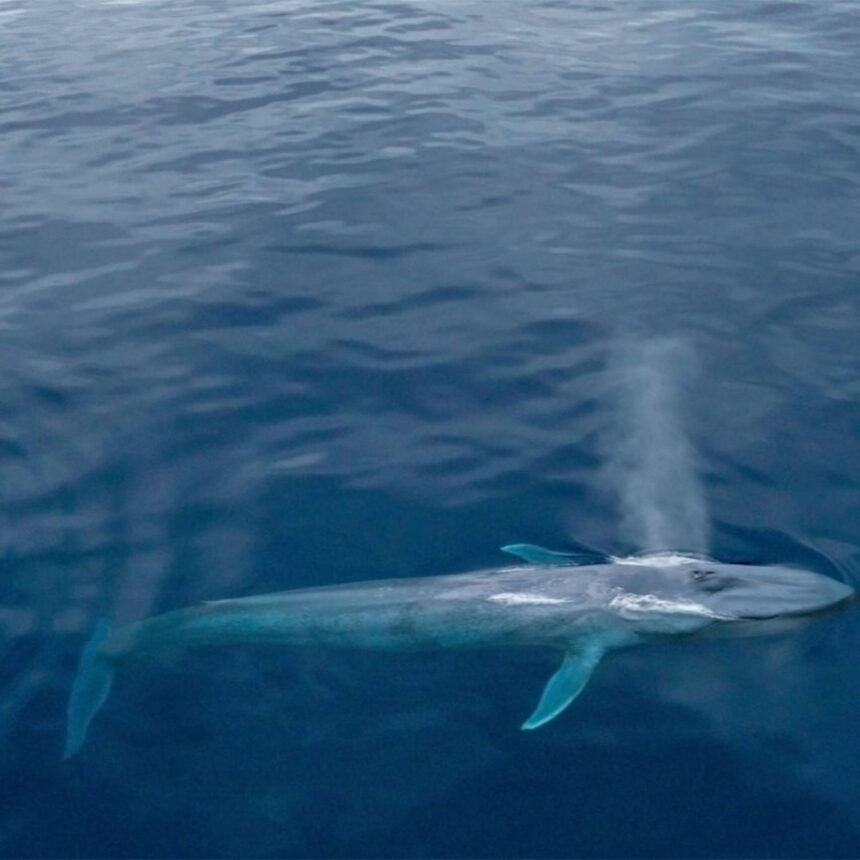 Blue whales with DNA from fin whales