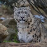 Arrival of First Snow Leopards