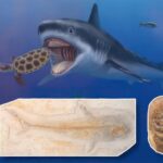 fossil of sharks found